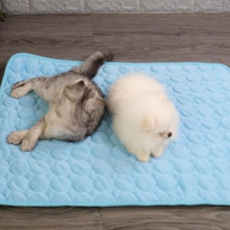 동물 쿨매트 고양이 강아지 반려견 쿨방석 애견