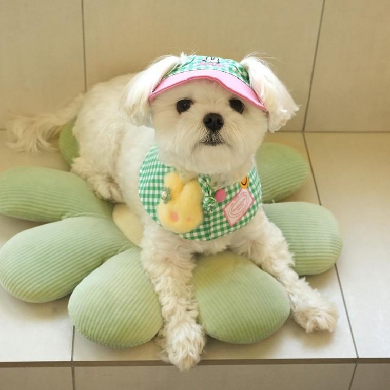 강아지머플러 그린 XL 강아지모자 반려견스카프 애견케이프