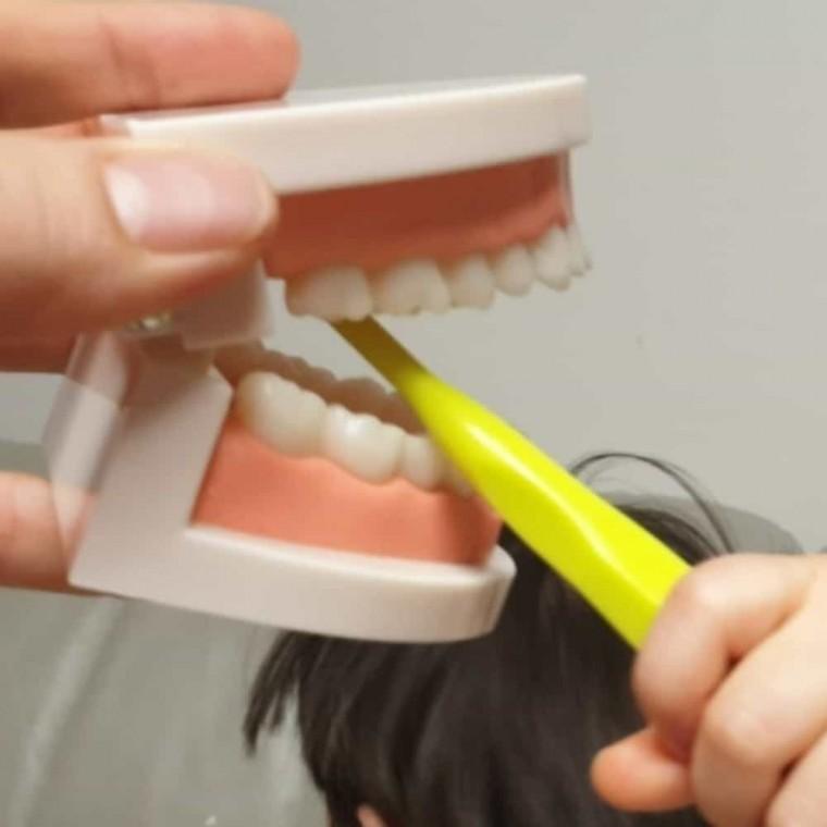 양치 치아모형 양치교구 양치습관 이모형