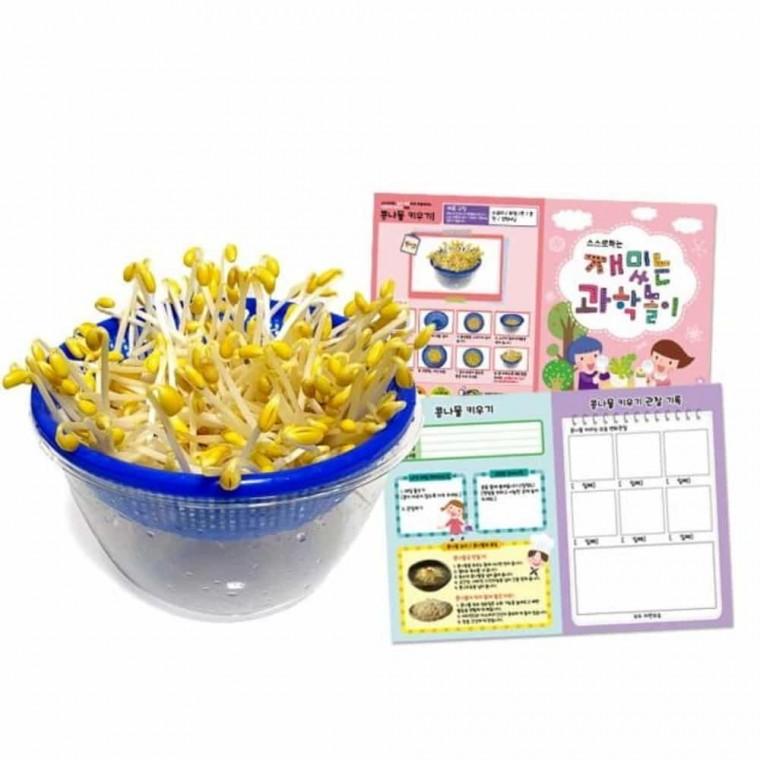콩나물키트 콩나물키우기 관찰키트