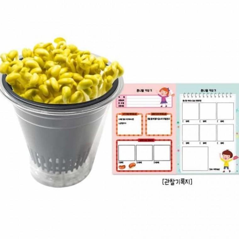 과학놀이 콩나물 키우기 관찰키트