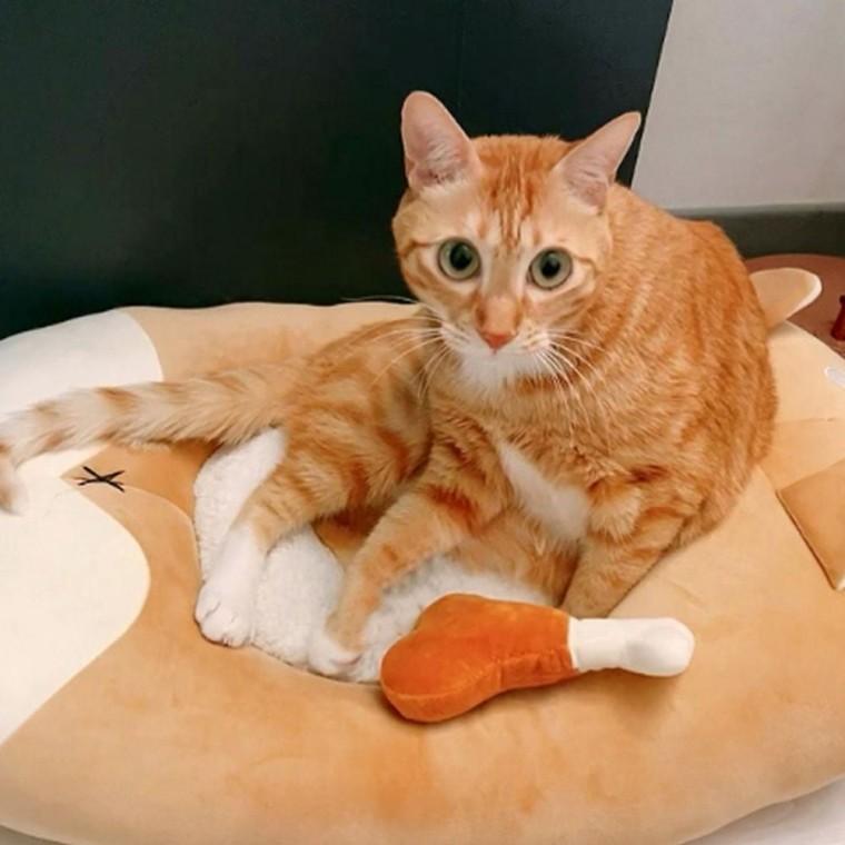 고양이 소프트 캣닢 봉제 인형 바비큐 랜덤 1P 애착