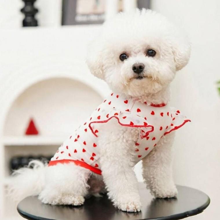 강아지 메쉬 안심 나시 고양이 털빠짐방지 통기성 쿨나시티