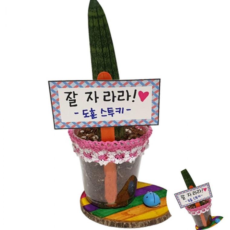 스투키 레이스화분 만들기 식물키우기 미술키트 화분만들기세트