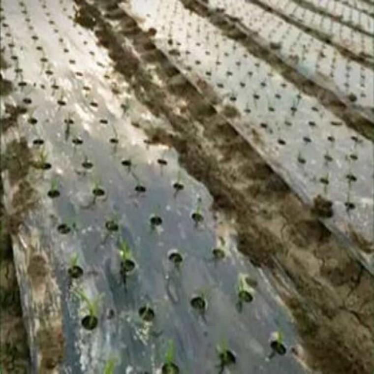텃밭검정비닐 95cmx20m 농사용멀칭비닐 농사용비닐