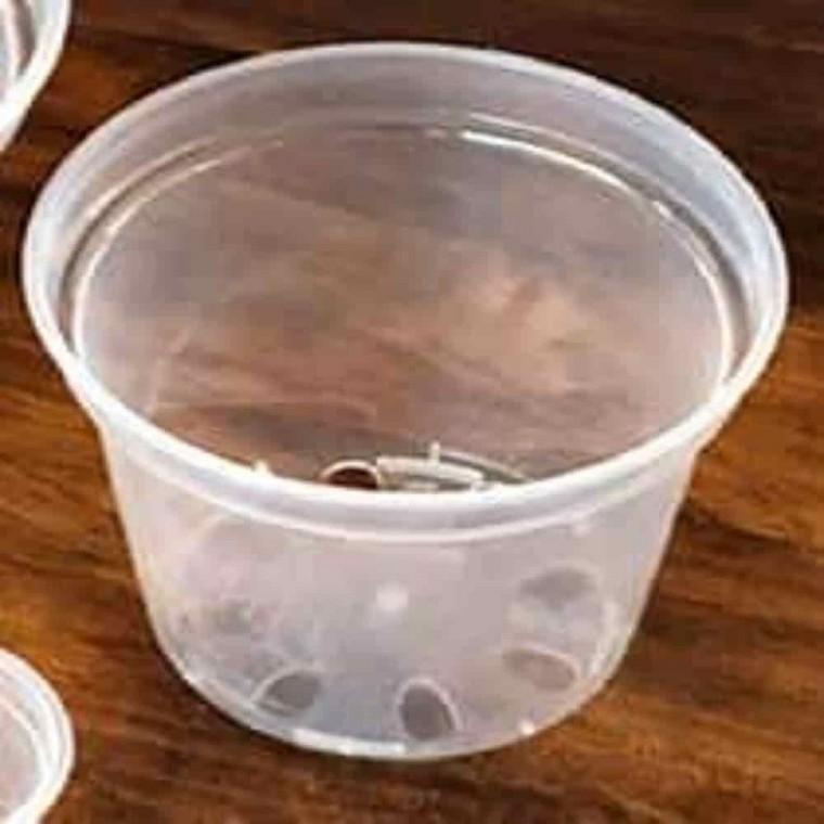 투명슬릿화분 베란다텃밭화분 모종화분 삽목 슬릿화분 10cm