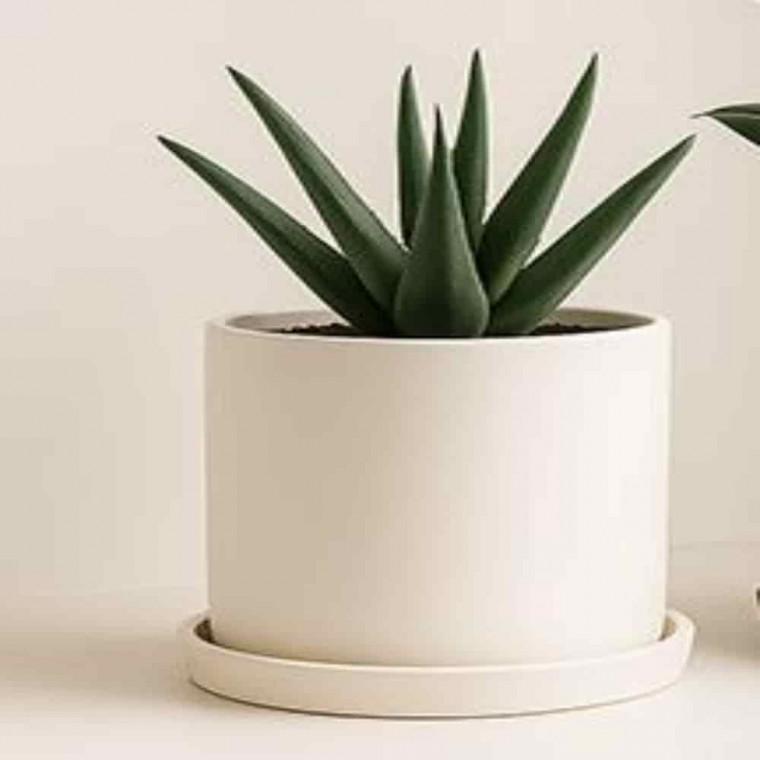 탁상용화분 거실인테리어생화화분 플랜트화분 도자기화분 받침 세트 무광 15x15