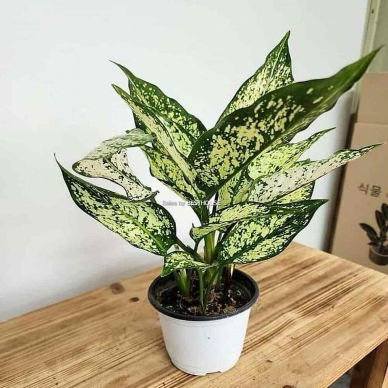 거실화초 스노우사파이어화분 그린인테리어소품 스노우사파이어 약30cm