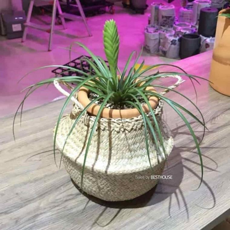 예쁜화분 실내용화분 아파트화분 화분커버 왕골 19x23