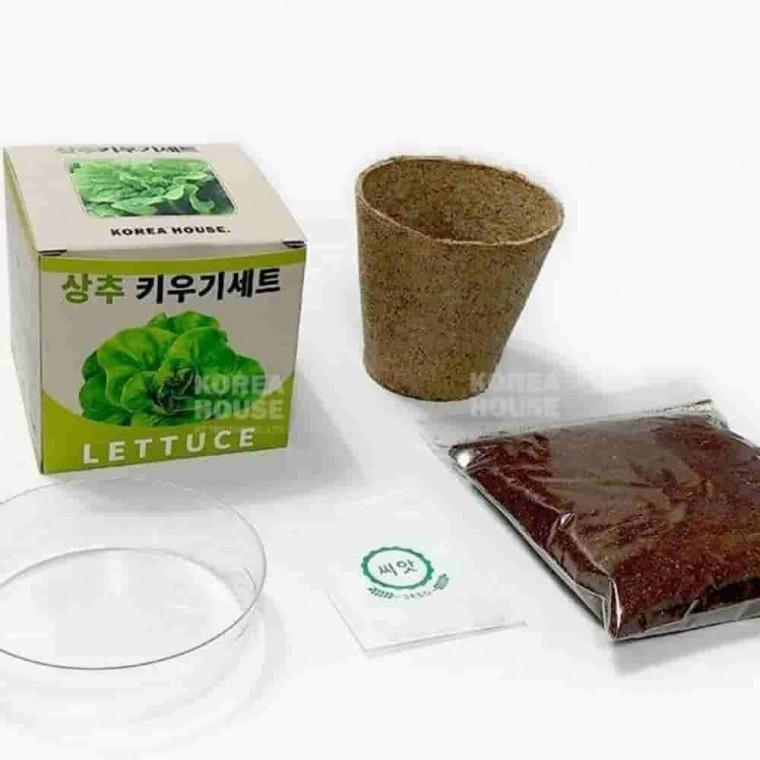상추 키우기세트 채소키우기 베란다화분 식물키우기세트