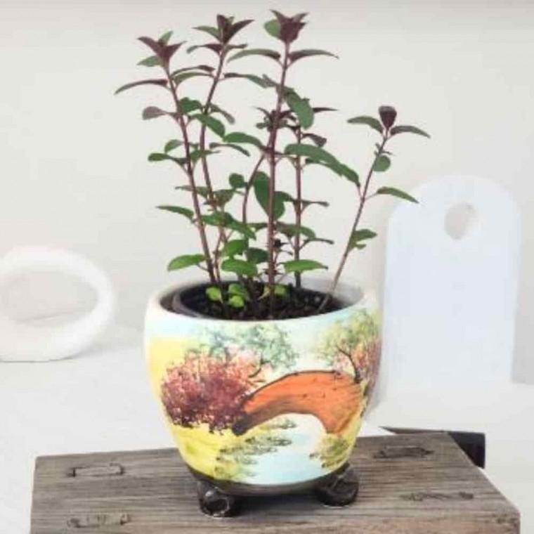 베란다텃밭화분 인테리어화분 카툰화분 토분 카툰 13x12