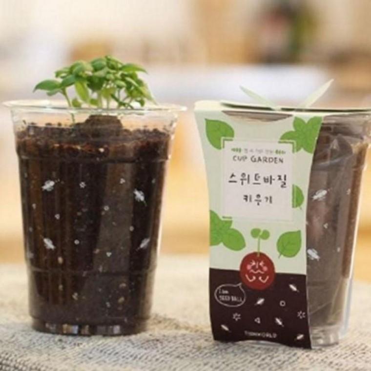 허브 화분 패키지 재배 키우기 바질