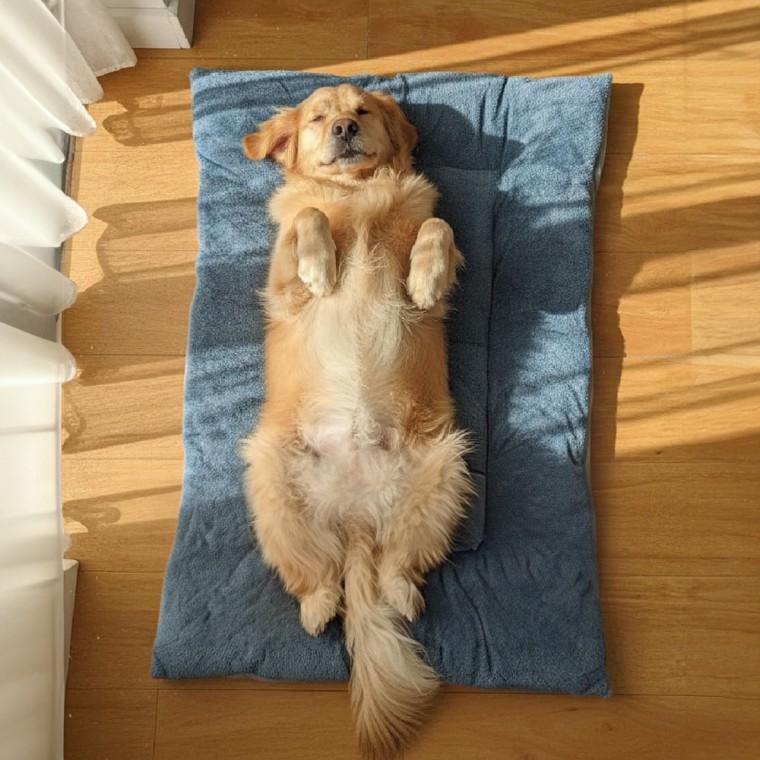 [개미물류] 애견매트 침대 편안한 고양이 방석 대형견 푹신한 쿠션 베드 펫 반려동물 강아지