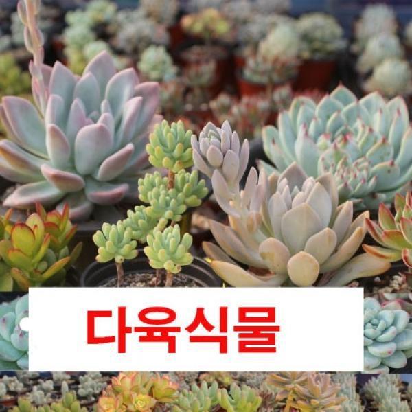 중형다육 10개 골고루발송 다육식물