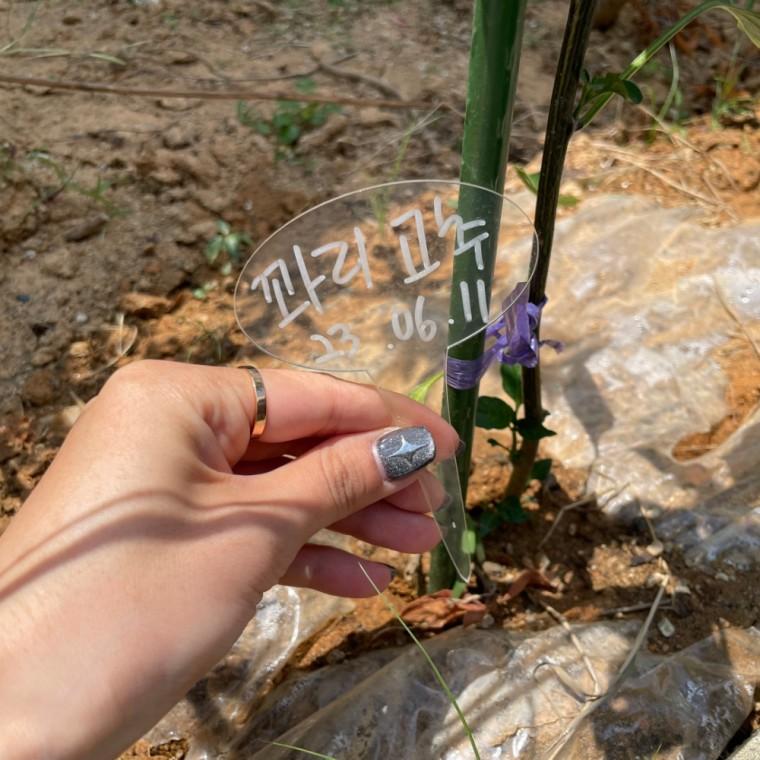 투명 아크릴 화분픽 식물이름표 원형