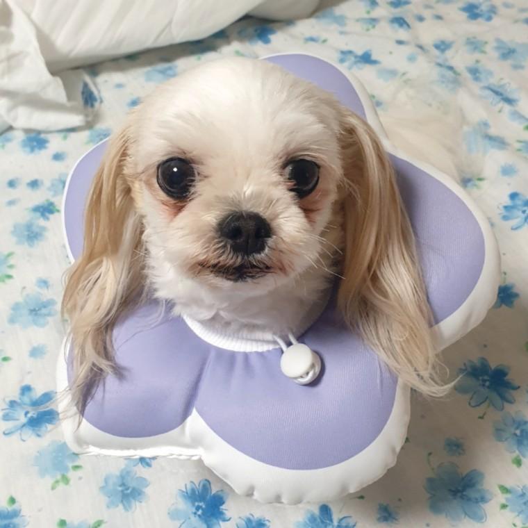 꽃피는 강아지 고양이 쿠션 넥카라 퍼플 M