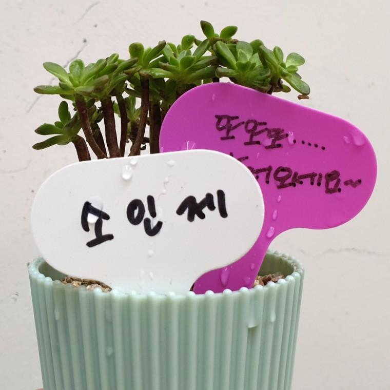 화분픽 T형 식물 라벨 이름표 중 100P