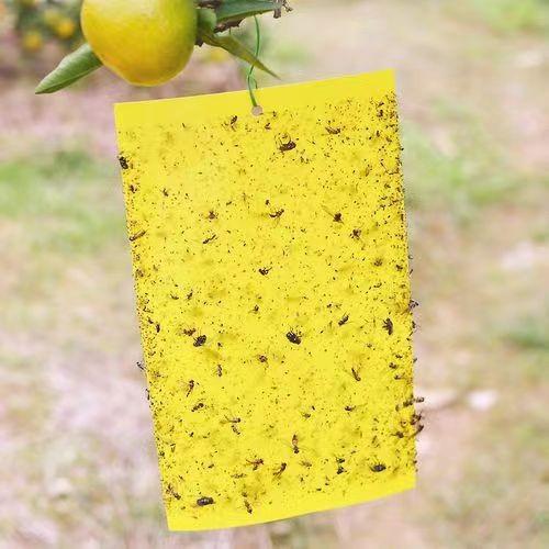 화분날파리 방지 끈끈이 트랩 초파리퇴치 20x25cm