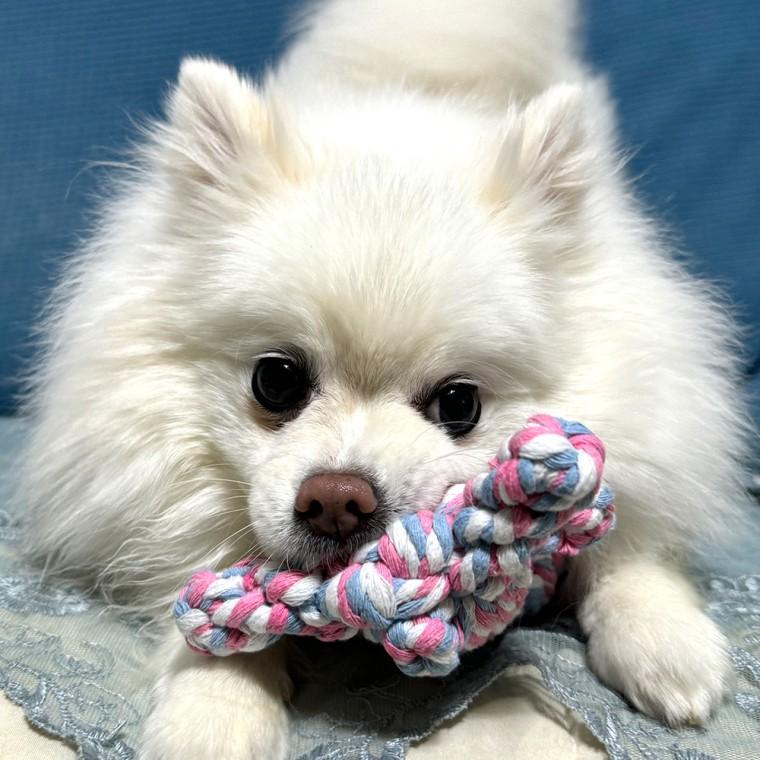 실타래 곰인형