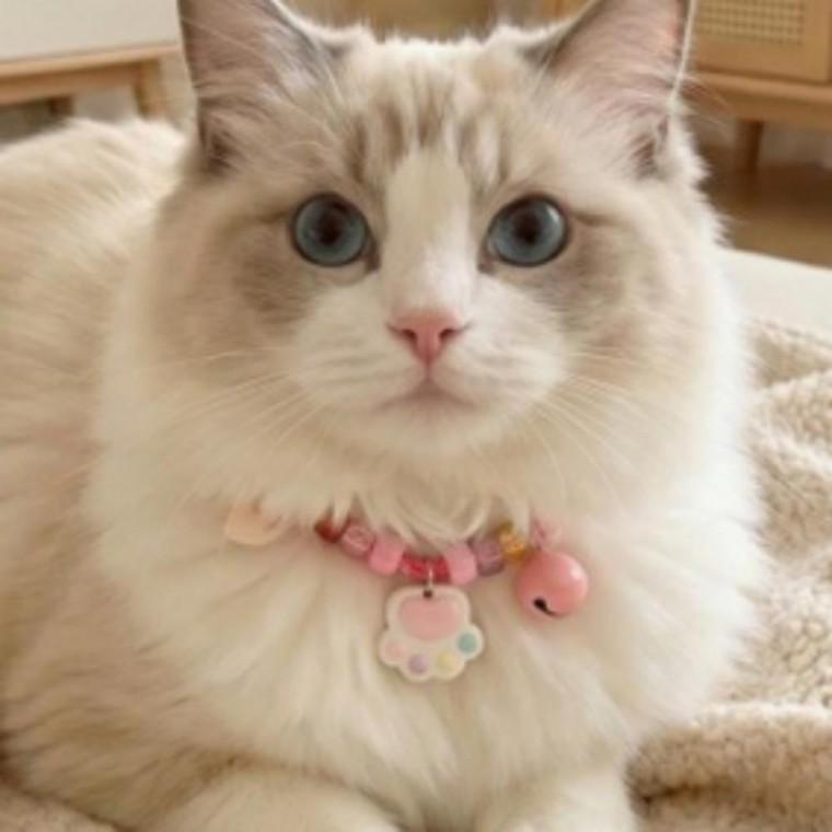 반려동물 고양이 강아지 인식표 목걸이 1+1 길이조절 귀여운 캐릭터 펜던트 악세사리