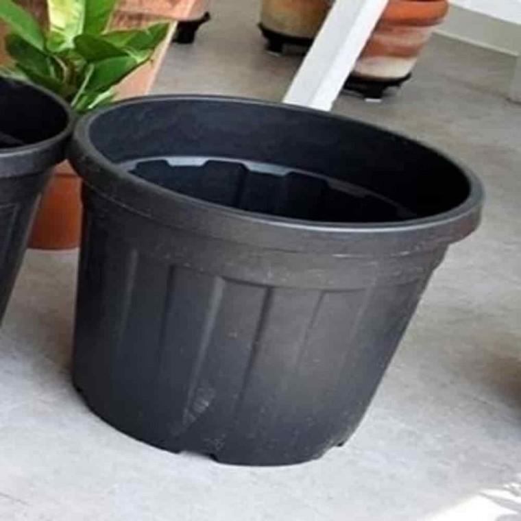 녹보수키우기 녹보수화분 산세베리아화분 포트화분 D110L