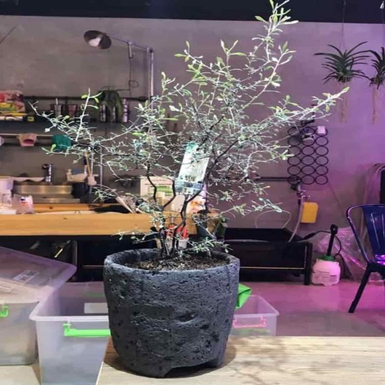 실내화분 꽃화분 선인장화분 화산석 화분 17x18