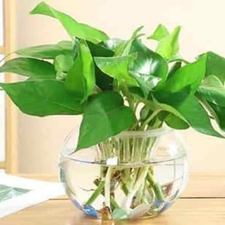 난화분 프라스틱화분 화분배수판 수경재배 화분 매쉬포트 8호