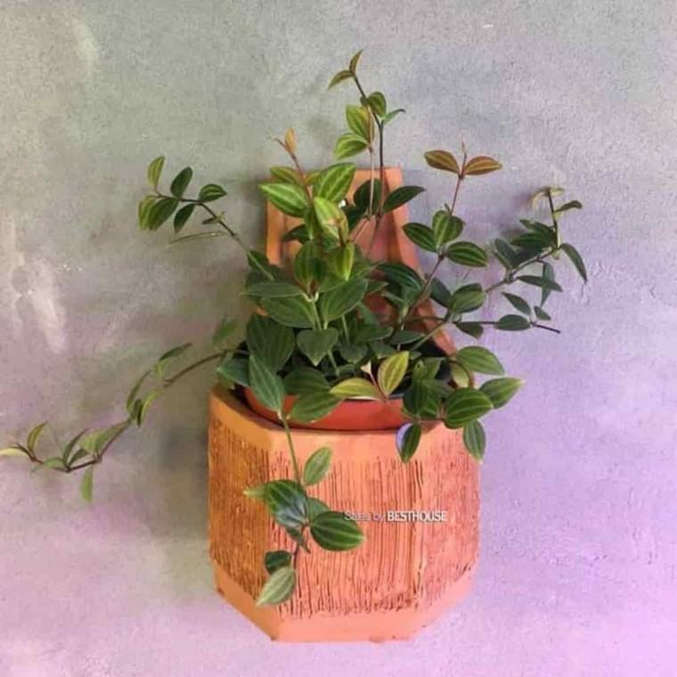 스킨답서스 플랜트월 벽걸이화분걸이 토분 육각 화분 14x22cm 벽걸이