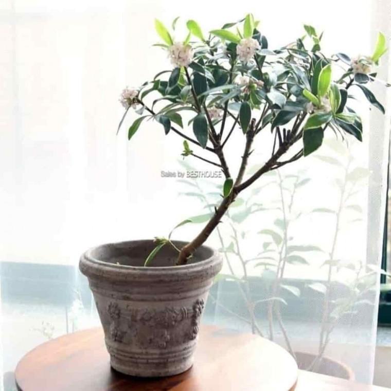 토기화분 특이한화분 가드닝화분 이태리 토분 그레이 16x12