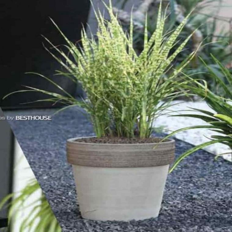 예쁜화분 고급토분화분 이태리토분화분 토분 바소 알토 31x35