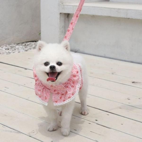 플라워 레이스 강아지 고양이 하네스 1005871