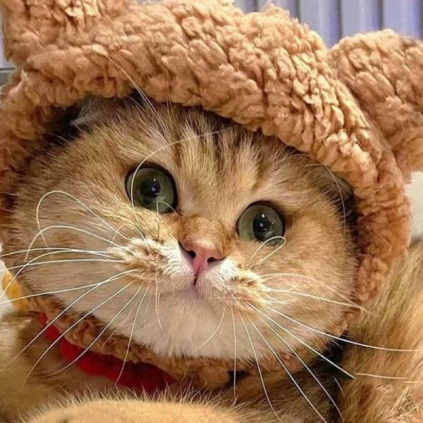 고양이 털 모자 패션 겨울 강아지 뽀글이 곰돌이모양