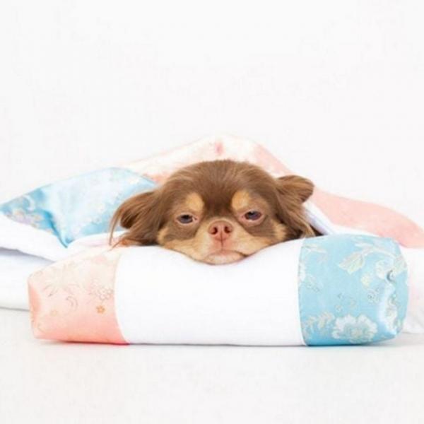 반려동물 고양이 이불 침구 강아지 잠자리 침낭