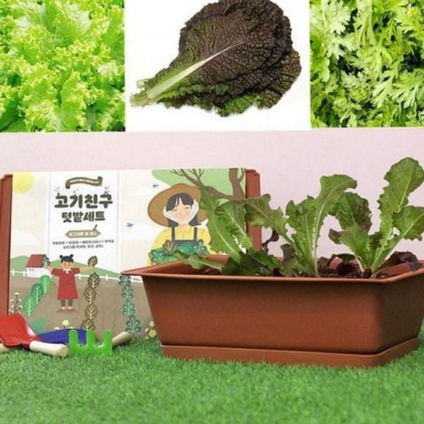 초보용 상추 재배 키우기 베란다 텃밭 채소밭