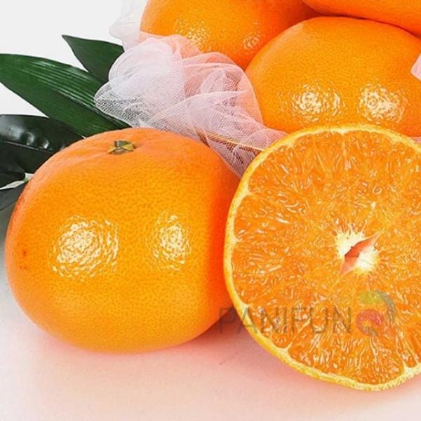 제주천혜향 3kg 8-10과 이색명절선물 엄마명절선물 중소기업명절선물 추석선물과일 은사님추석선물