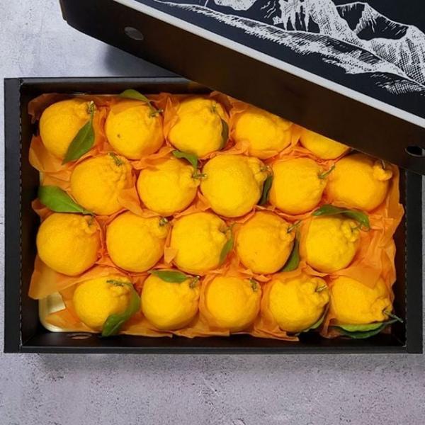 한라봉 선물세트 4.5kg/중과/18-23과 내외