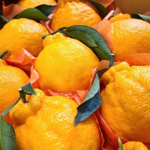 한라봉 선물세트 2.5kg/대과/6-10과 내외
