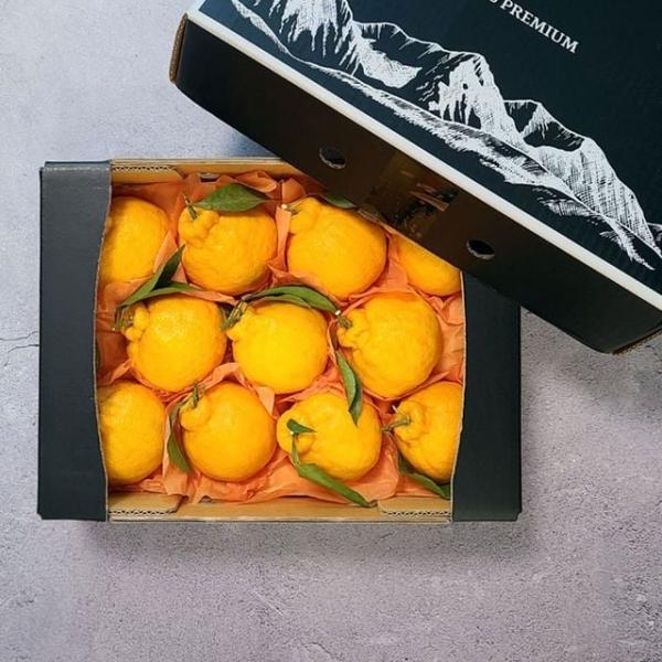 한라봉 선물세트 2.5kg/중과/11-14과 내외