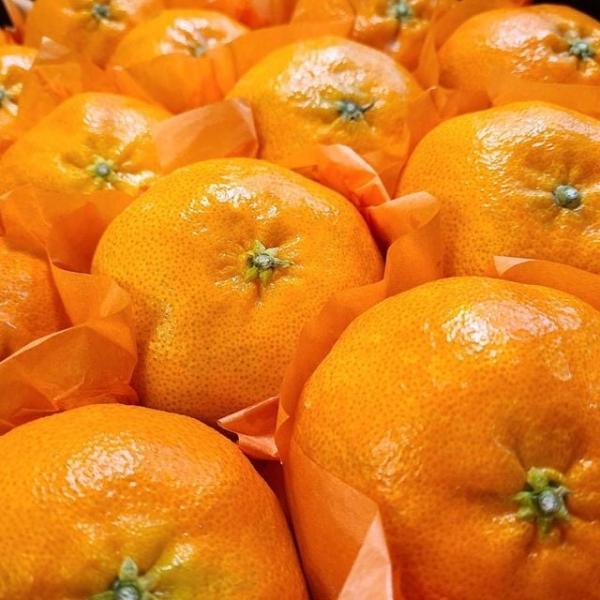 레드향 선물세트 4.5kg/대과/10-17과 내외