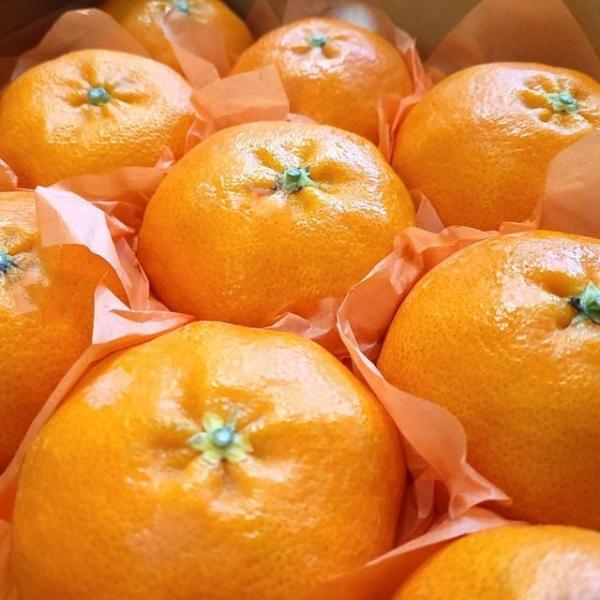 레드향 선물세트 2.5kg/대과/6-10과 내외