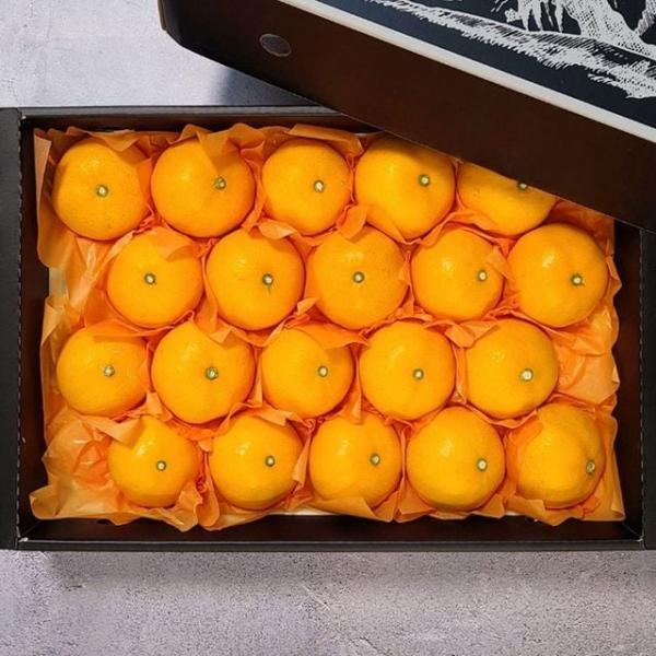 천혜향 선물세트 4.5kg/중과/18-23과 내외