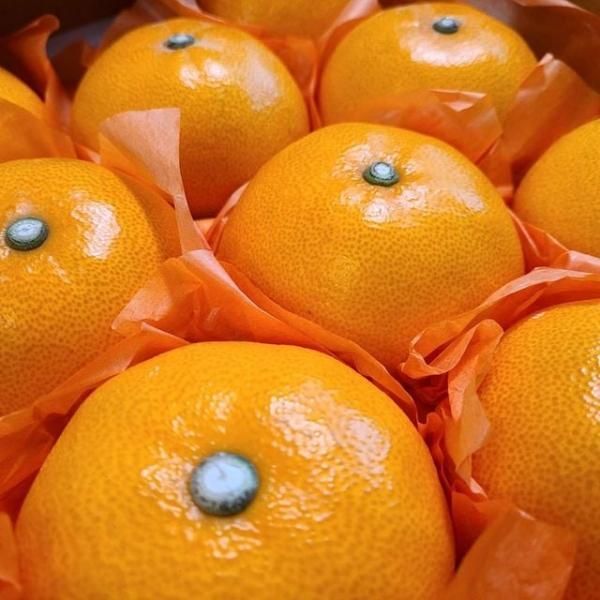 천혜향 선물세트 2.5kg/대과/6-10과 내외