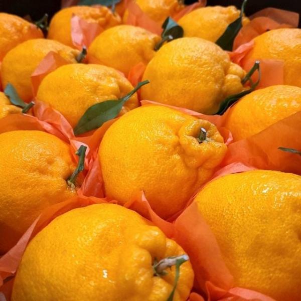 한라봉 선물세트 4.5kg/대과/10-17과 내외