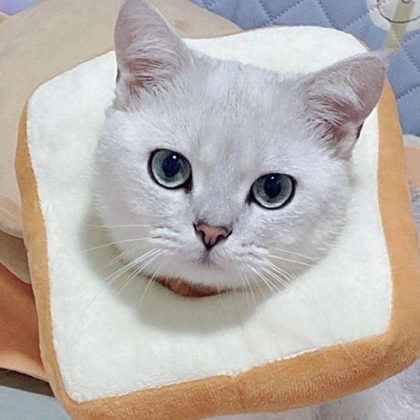 쿠션넥 카라 고양이 강아지 부드러운 사이즈 조절 목보 중성화넥 고양이넥 강아지넥