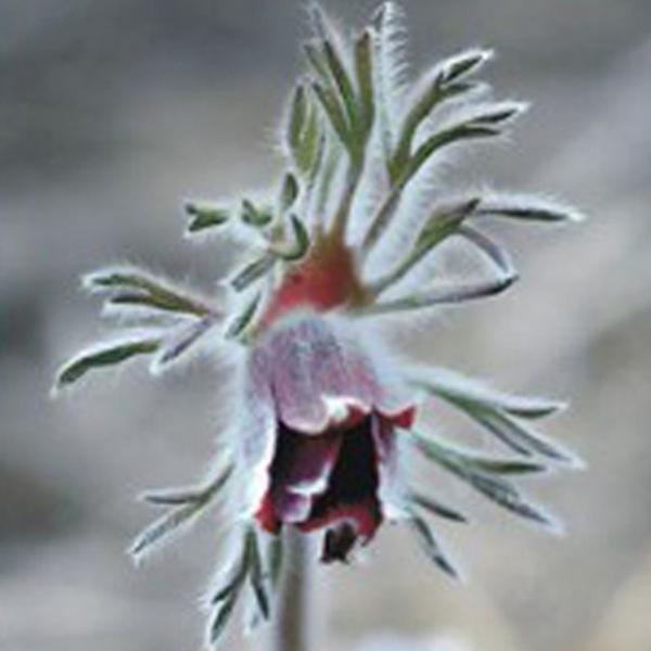 할미꽃 씨앗 야생화 꽃씨 종자 품종 정원 관상용 50립