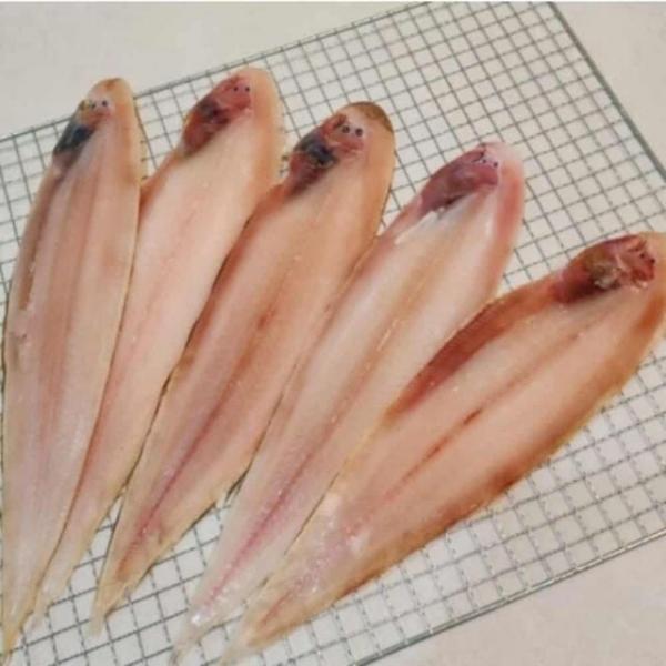 반건조 박대 5미 마른생선 생선반건조