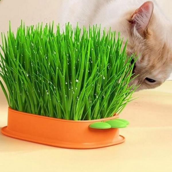 반려동물 고양이 캣 그라스 키우기 키트 고양이 캣 그라스 재배