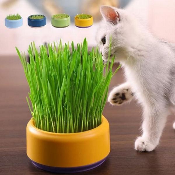 반려묘 고양이 캣 그라스 씨앗 고양이 수경재배 급식기 재배 세트