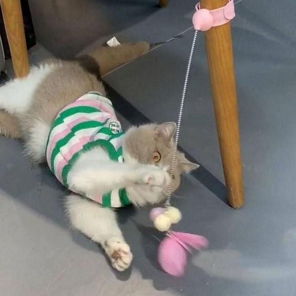 실리콘 고양이 낚싯대 댄싱 고양이 깃털 고양이펫 낚싯줄