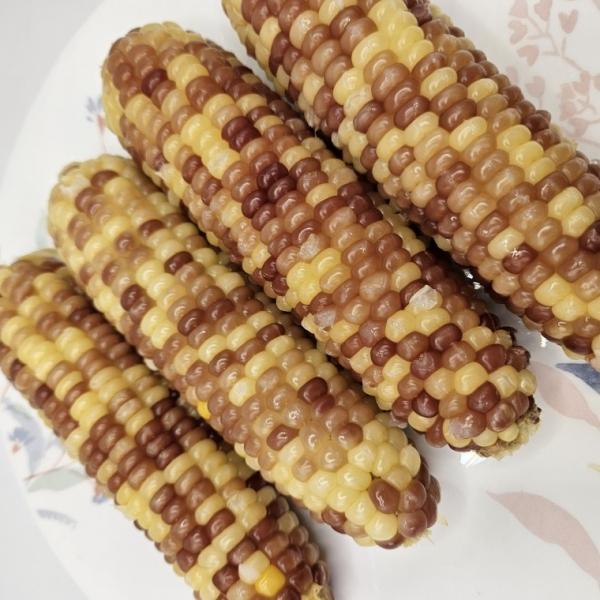 쫀득한 홍찰 옥수수 대 15개 찰진 찰옥수수 갓 삶아 냉동 알록달록